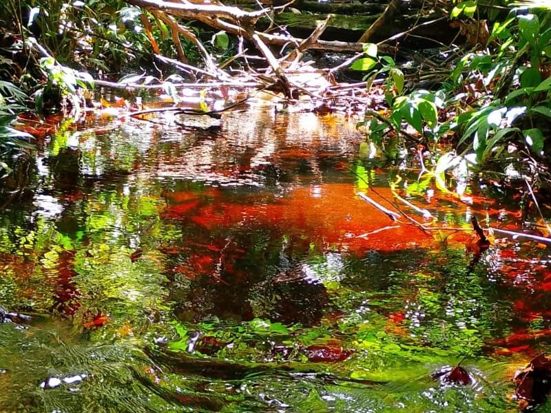 Passeios Turísticos em Novo Airão